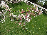 24 Nancy's Garden [2009 May 10]